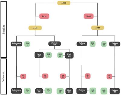 Association of Filifactor alocis and its RTX toxin gene ftxA with periodontal attachment loss, and in synergy with Aggregatibacter actinomycetemcomitans
